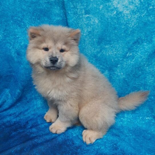 Chow Chow-DOG-Male-Blue Fawn-1841-Petland Pensacola, Florida