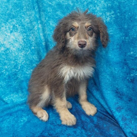 Aussiedoodle DOG Female Chocolate / Tan 1845 Petland Pensacola, Florida