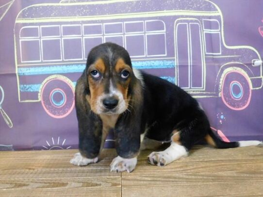 Basset Hound DOG Female Black 1867 Petland Pensacola, Florida