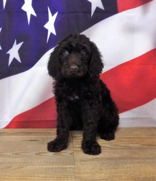 Goldendoodle 2 Gen-DOG-Female-Chocolate-1868-Petland Pensacola, Florida