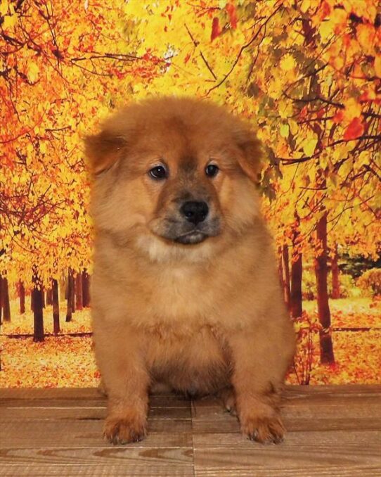 Chow Chow-DOG-Male-Red-1874-Petland Pensacola, Florida