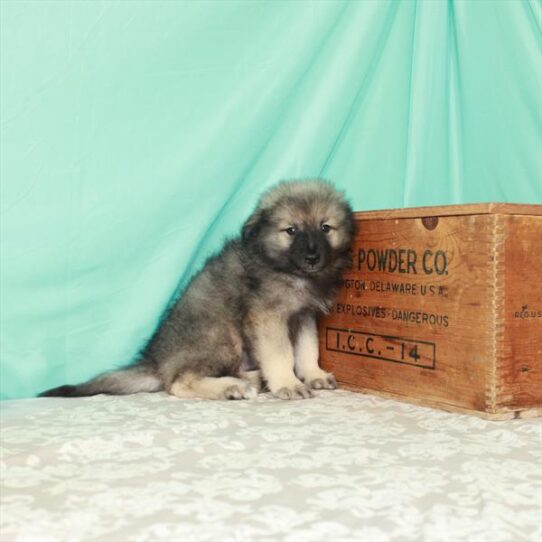 Keeshond-DOG-Male-Black / Silver-1875-Petland Pensacola, Florida