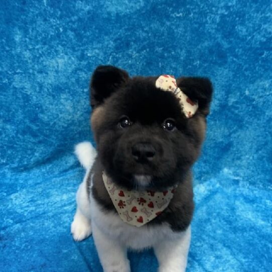 Akita DOG Female Black White markings 497 Petland Pensacola, Florida