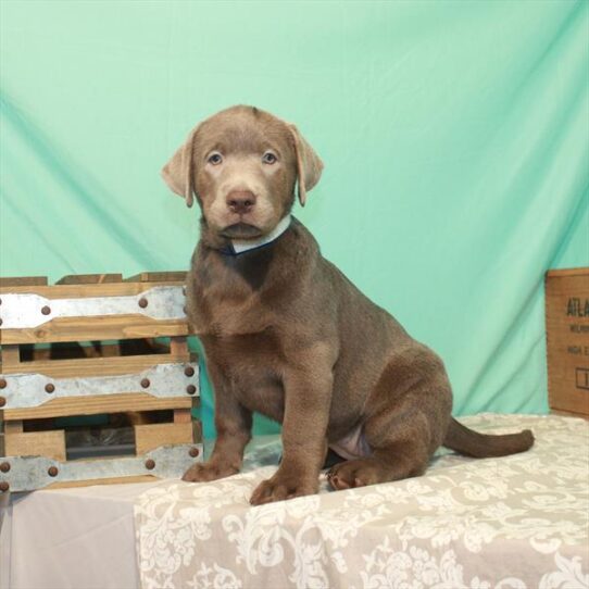 Labrador Retriever-DOG-Female-Silver-1883-Petland Pensacola, Florida