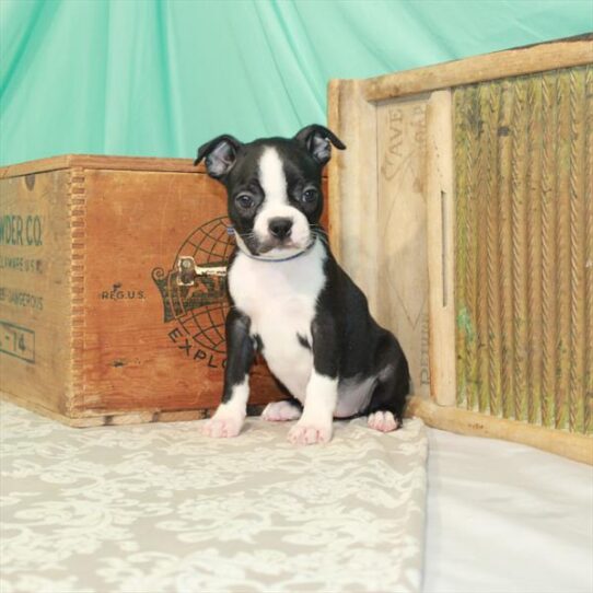 Boston Terrier DOG Female Black / White 1885 Petland Pensacola, Florida