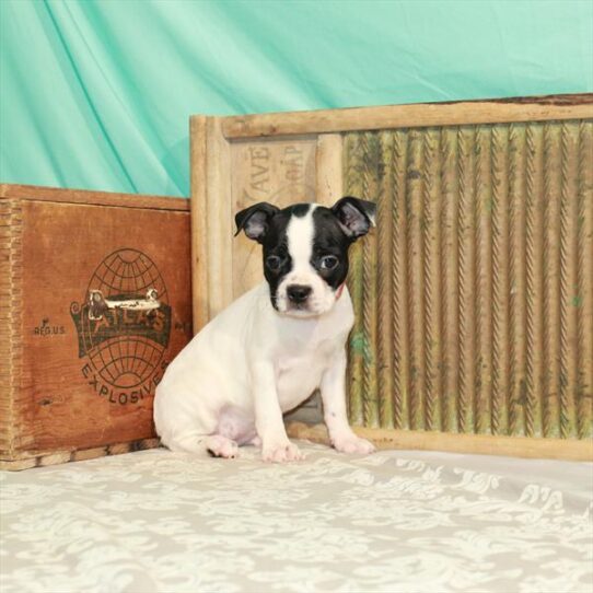 Boston Terrier DOG Female Black / White 1886 Petland Pensacola, Florida