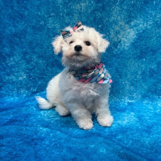 Bichon-DOG-Female-White-498-Petland Pensacola, Florida