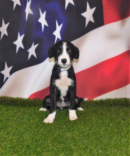 Border Collie DOG Female Black / White 1903 Petland Pensacola, Florida