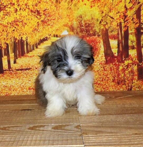 Hava-Chon-DOG-Female-Sable / White-1906-Petland Pensacola, Florida