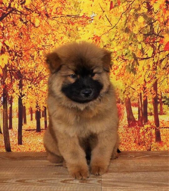 Chow Chow DOG Male Cinnamon 1907 Petland Pensacola, Florida