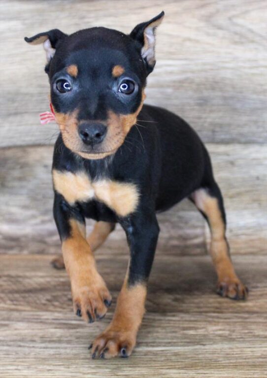 Min Pin-DOG-Female-Black / Tan-1910-Petland Pensacola, Florida