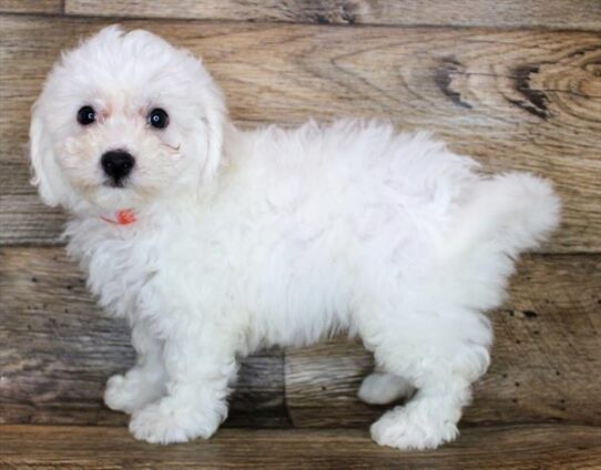 Bichon DOG Male White 1911 Petland Pensacola, Florida