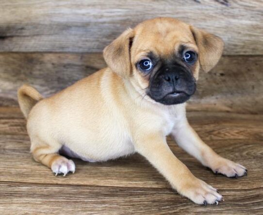 Puggle-DOG-Male-Fawn-1912-Petland Pensacola, Florida