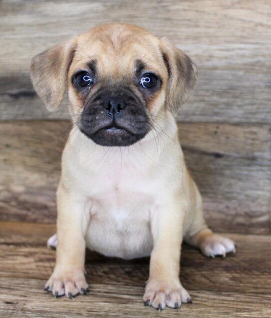 Puggle DOG Female Apricot 1913 Petland Pensacola, Florida