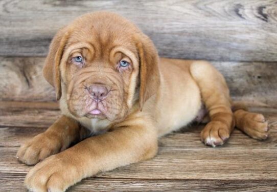 Dogue de Bordeaux DOG Male Red 1914 Petland Pensacola, Florida