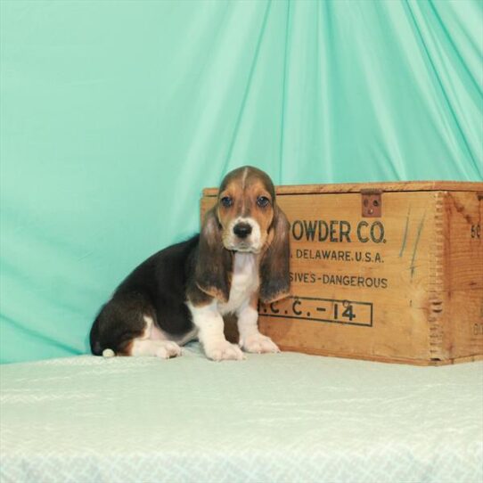 Basset Hound DOG Male Black Tan / White 1950 Petland Pensacola, Florida