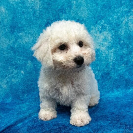 Bichon-Poodle-DOG-Male-Cream-1968-Petland Pensacola, Florida