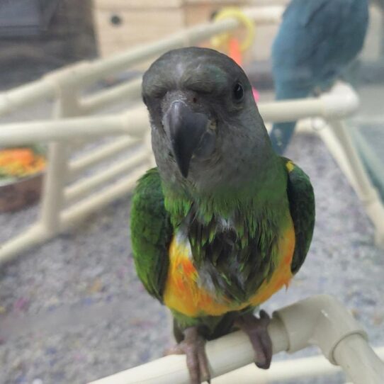 Senegal-BIRD-Male--1939-Petland Pensacola, Florida