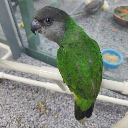 Senegal BIRD Female 1940 Petland Pensacola, Florida