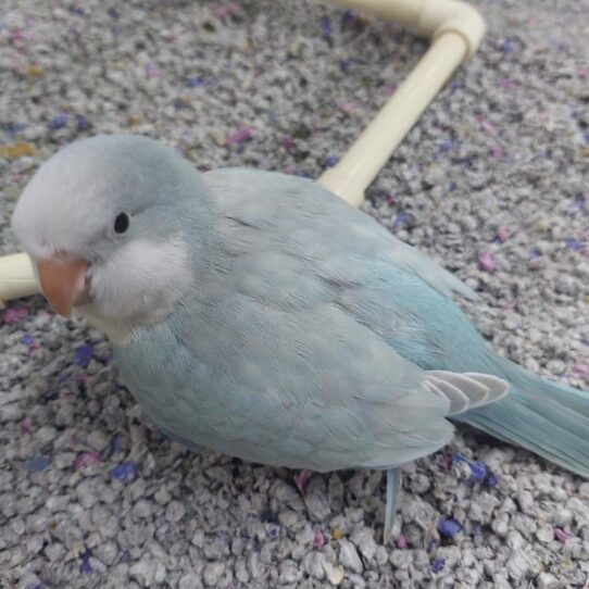 Quaker BIRD Unknown Blue Pallid 1944 Petland Pensacola, Florida