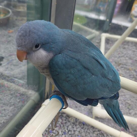 Quaker BIRD Unknown Blue 1943 Petland Pensacola, Florida