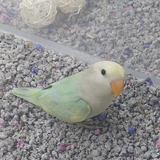 Lovebird-BIRD-Unknown-Pied-1941-Petland Pensacola, Florida