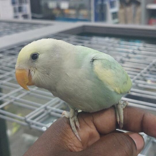 Lovebird BIRD Unknown pied 1942 Petland Pensacola, Florida