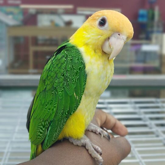 White Bellied Caique-BIRD-Male--1781-Petland Pensacola, Florida