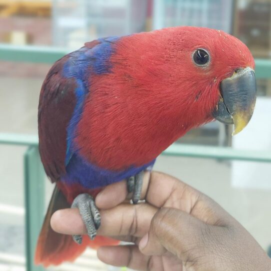 Eclectus BIRD Female 1945 Petland Pensacola, Florida