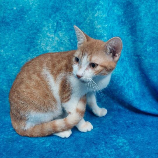 Domestic Short Hair-KITTEN-Female-Orange/White-1805-Petland Pensacola, Florida