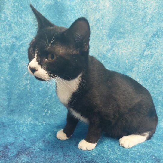 Domestic Short Hair-KITTEN-Male-Black/White-1803-Petland Pensacola, Florida