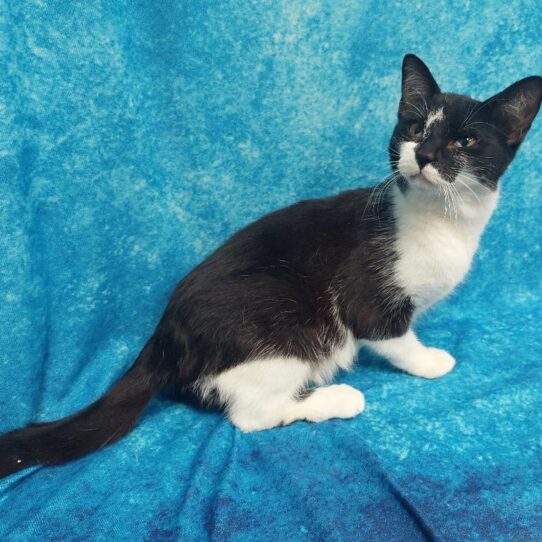 Domestic Short Hair-KITTEN-Female-Black/White-1802-Petland Pensacola, Florida