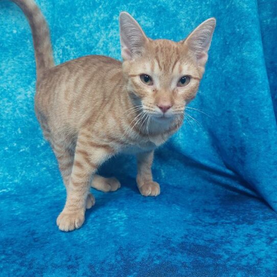 Domestic Short Hair-KITTEN-Male-Orange-1806-Petland Pensacola, Florida