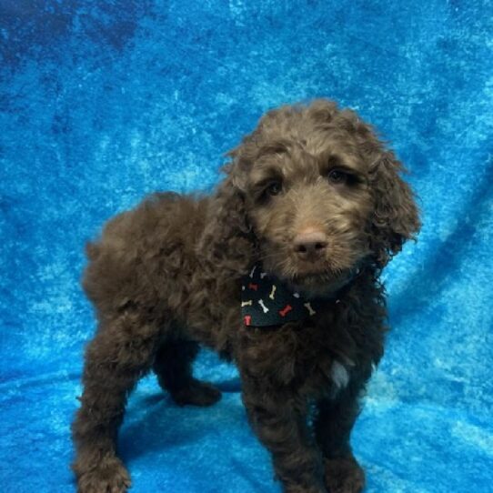 Goldendoodle 2 Gen-DOG-Male-Chocolate-501-Petland Pensacola, Florida