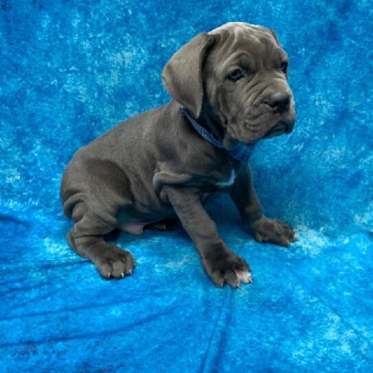 Neopolitan Mastiff-DOG-Male-Blue-502-Petland Pensacola, Florida