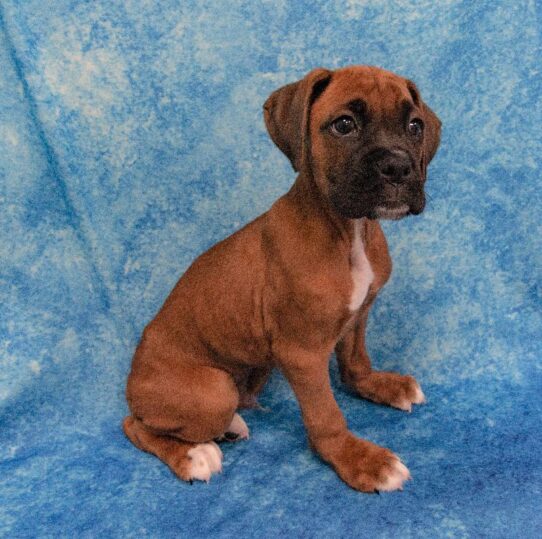 Boxer DOG Male Fawn/White Markings/Black Mask 2005 Petland Pensacola, Florida