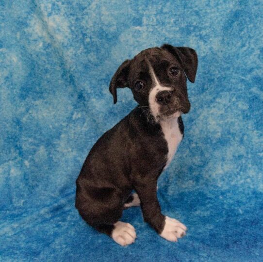 Boxer DOG Female Black/White Markings 2007 Petland Pensacola, Florida