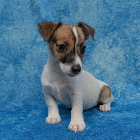 Jack Russell Terrier-DOG-Male-Red/White-2008-Petland Pensacola, Florida