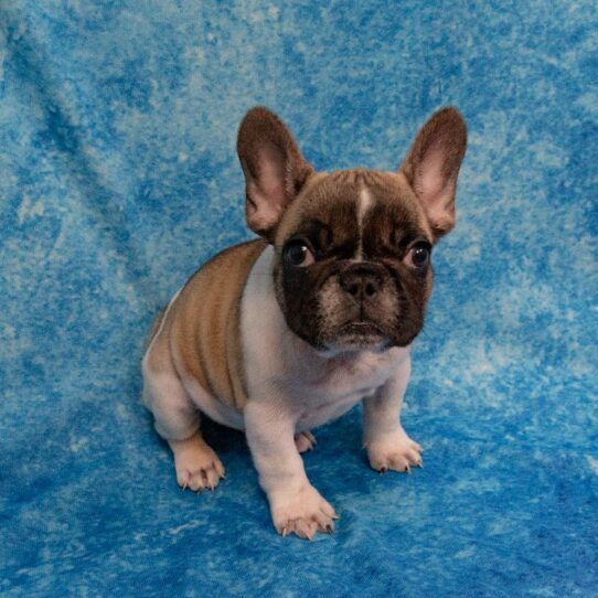 French Bulldog DOG Female Fawn Pied 1932 Petland Pensacola, Florida