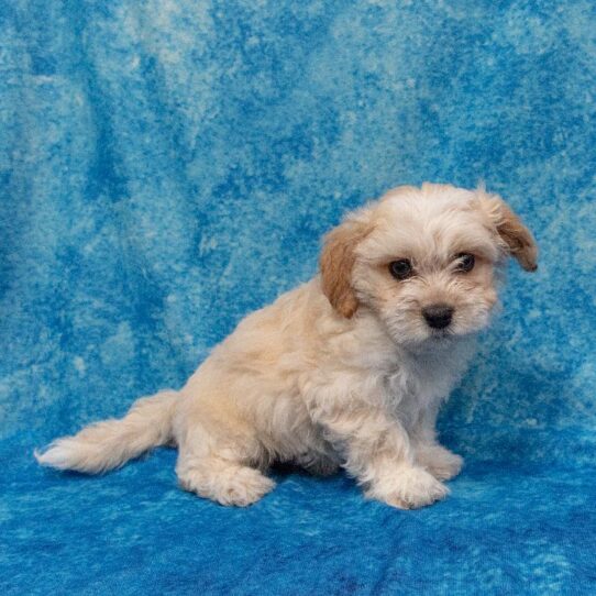 Shizapoo-DOG-Male-Cream-2010-Petland Pensacola, Florida