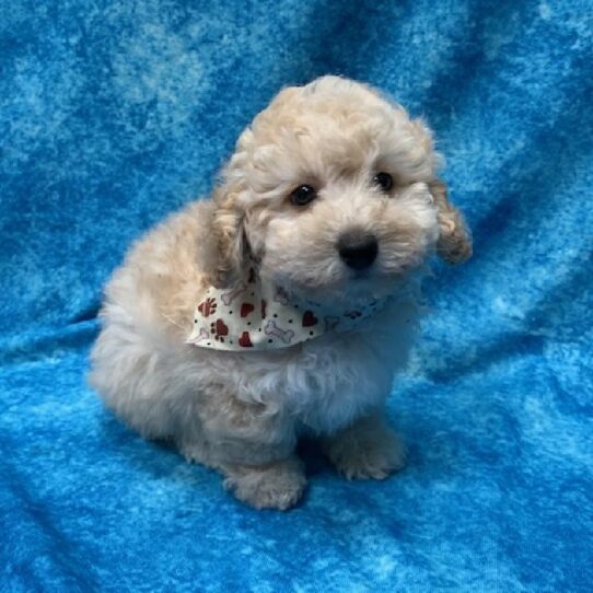 Poodle-DOG-Male-Cream-504-Petland Pensacola, Florida