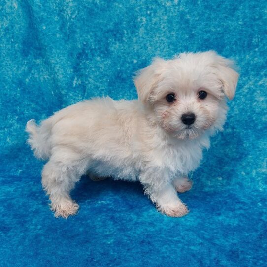 Havamalt-DOG-Female-Cream-2004-Petland Pensacola, Florida