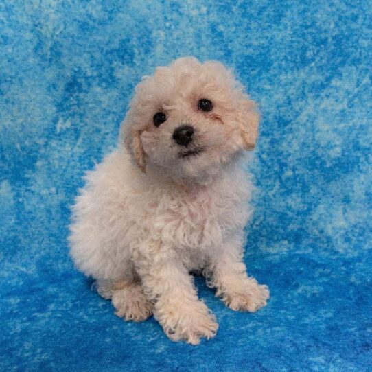 Poodle-DOG-Male-Cream-2002-Petland Pensacola, Florida