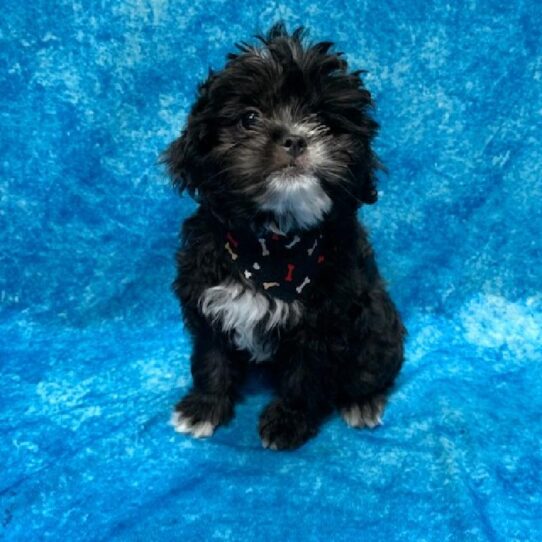 Poodle/Japanese Chin-DOG-Male-Black White markings-505-Petland Pensacola, Florida