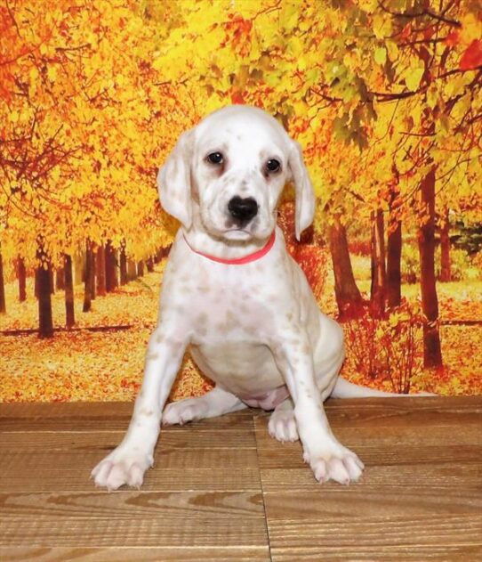 Dalmatian DOG Female White / Orange 2023 Petland Pensacola, Florida