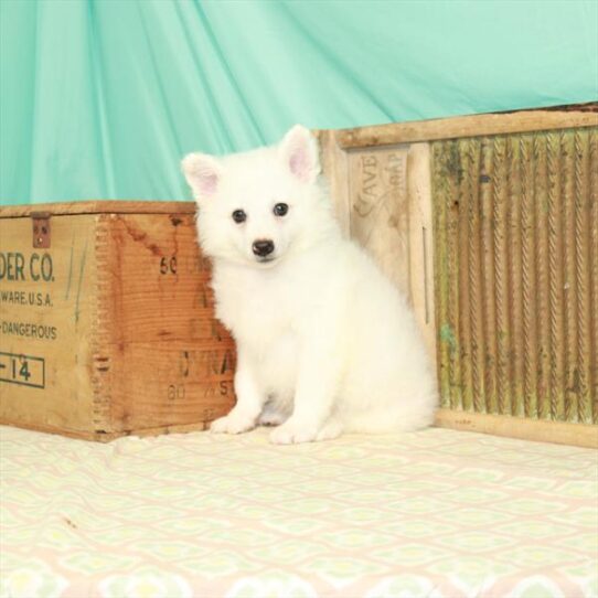 American Eskimo Dog-DOG-Male-White-2029-Petland Pensacola, Florida