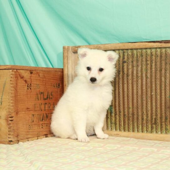 American Eskimo Dog DOG Female White 2030 Petland Pensacola, Florida