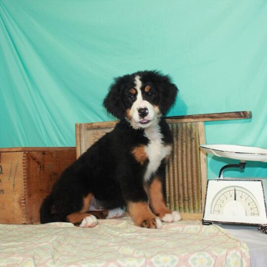 Bernese Mountain Dog DOG Female Black Rust / White 2031 Petland Pensacola, Florida