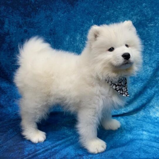 Samoyed-DOG-Male-White-506-Petland Pensacola, Florida