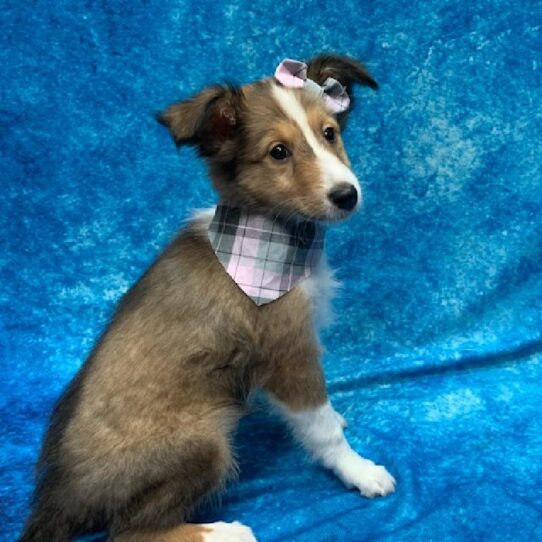 Sheltie DOG Female Sable & White 507 Petland Pensacola, Florida